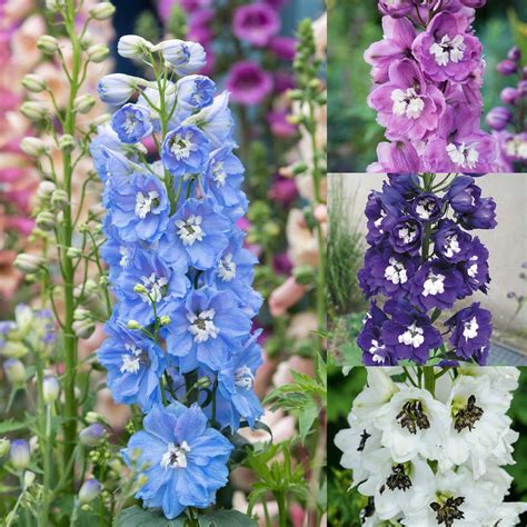 Creating a Serene Oasis with Delphinium Magic Fountain Mid Blue Seeds